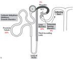 Renal Mechanisms of Diuretic Resistance in Congestive Heart Failure