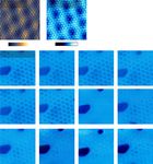 Visualizing atomic structure and magnetism of 2D magnetic insulators via tunneling through graphene