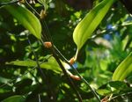 The diversity of Smilax (Smilacaceae) in Besiq-Bermai and Bontang Forests, East Kalimantan, Indonesia - Semantic Scholar
