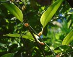 The diversity of Smilax (Smilacaceae) in Besiq-Bermai and Bontang Forests, East Kalimantan, Indonesia - Semantic Scholar