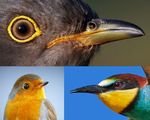 Birds' eye size offers clues to coevolutionary arms race between brood parasites, hosts