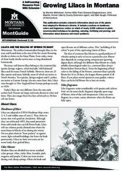 Growing Lilacs in Montana - Carbon County Extension