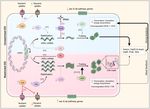 Effect of restricted dissolved oxygen on expression of Clostridium difficile toxin A subunit from E. coli - Nature