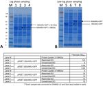 Effect of restricted dissolved oxygen on expression of Clostridium difficile toxin A subunit from E. coli - Nature