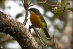 South Africa Kruger Park Bird & Wildlife Challenge 2019 - Magoebaskloof Extension - Rockjumper Birding Tours