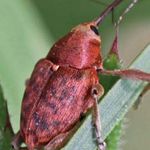 Bring back our beetles - Discover the UK's beetles and how you can help them - Wild About Gardens
