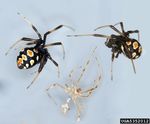 Spiders of Medical Concern in Virginia