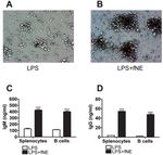Fermented Noni Exudate-treated dendritic cells directly stimulate B lymphocyte proliferation and differentiation