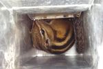 Siberian Chipmunk Experiment to regulate Siberian chipmunks in the Isère department