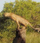 IS IT A CHEETAH? Supportive Environments for Gifted Learners