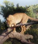 IS IT A CHEETAH? Supportive Environments for Gifted Learners