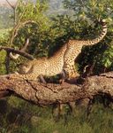 IS IT A CHEETAH? Supportive Environments for Gifted Learners