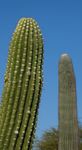 Saguaro Horticulture Habitats For Wild And Cultivated Saguaro