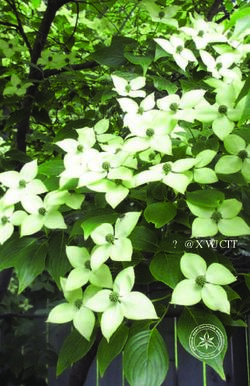 Leaside Garden Society - 2018 Yearbook