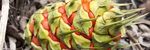 Food: Different By Design - A First Nations Perspective of Food and Agriculture - 2021 National Science Week Teachers' Resource