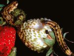 Managing chewing and biting pests in strawberries - Squarespace