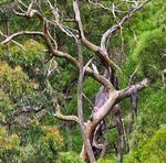 Living within limits: Adapting the planetary boundaries to understand Australia's contribution to planetary health - Climateworks Australia