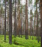 2020 Environmental Sustainability Report - A Year of Action