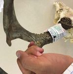 Offi cial Measurer's Manual - Safari Club International