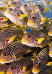 Implementation Plan Summary - The United Nations Decade of Ocean Science for Sustainable Development (2021-2030) - The Ocean Decade