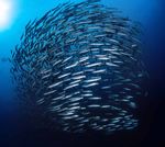 Implementation Plan Summary - The United Nations Decade of Ocean Science for Sustainable Development (2021-2030) - The Ocean Decade