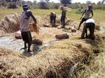 Reducing Post-Harvest Losses in Olam's Rice Value Chain - Nigeria v3