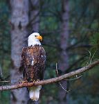 New Eagle Exhibit Soars at Essex County Turtle Back Zoo