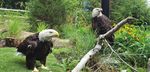 New Eagle Exhibit Soars at Essex County Turtle Back Zoo