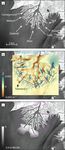 Measuring subaqueous progradation of the Wax Lake Delta with a model of flow direction divergence