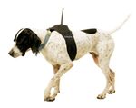 An introduction to Unix* and the shell - etc (*) unix-like operating systems ( ) actually, a shell - Bioinformatics ...