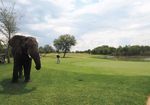Ri - AFRICAN GOLF COLLAGE WITH ROVOS RAIL 2019 15MAY-24MAY 2020 20MAY-29MAY