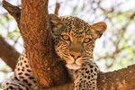 Ri - AFRICAN GOLF COLLAGE WITH ROVOS RAIL 2019 15MAY-24MAY 2020 20MAY-29MAY