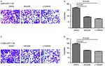 Ubiquitin specific peptidase 17 promotes cisplatin resistance via PI3K/AKT activation in non small cell lung cancer