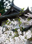 Cherry Blossoms off the Beaten Path - Japan's Best Hot Spring Town, Kinosaki Onsen - Visit Kinosaki