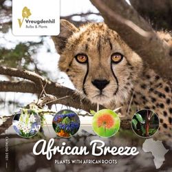 Plants with african roots - Vreugdenhil Bulbs & Plants