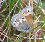 Wales eNews January 2021 - Butterfly Conservation