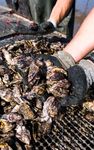 The Pacific Oyster Why we should love them - Contributions and services of the Pacific oyster to the UK's marine environment and coastal economy ...