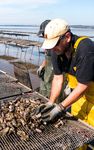The Pacific Oyster Why we should love them - Contributions and services of the Pacific oyster to the UK's marine environment and coastal economy ...