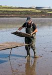 The Pacific Oyster Why we should love them - Contributions and services of the Pacific oyster to the UK's marine environment and coastal economy ...