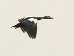 India North East - Eagle's Nest & Beyond - Rockjumper Birding