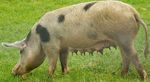 Top 10 Pig Conditions Part 1 - 5 Of Zuku's Top Pig Conditions To Know For NAVLE Success: Zuku Review