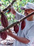 Improving livelihoods for cocoa farmers and their communities - Cargill