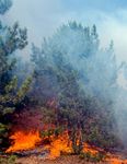 WILDFIRE MITIGATION AND VEGETATION MANAGEMENT - How Public Policy Can Reduce the Risk of Wildfires in Colorado