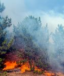 WILDFIRE MITIGATION AND VEGETATION MANAGEMENT - How Public Policy Can Reduce the Risk of Wildfires in Colorado