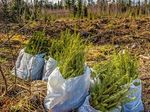 WILDFIRE MITIGATION AND VEGETATION MANAGEMENT - How Public Policy Can Reduce the Risk of Wildfires in Colorado