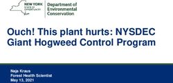 Ouch! This plant hurts: NYSDEC Giant Hogweed Control Program - Naja Kraus Forest Health Scientist May 13, 2021