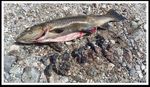 Club Night: February 19th, start time of 7:30 p.m - Canterbury Anglers Club