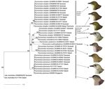 A cryptic new species of bulbul from Borneo - BioOne