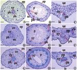 Morphology, anatomy, palynology and achene micromorphology of Bellis L. (Asteraceae) species from Turkey