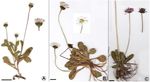 Morphology, anatomy, palynology and achene micromorphology of Bellis L. (Asteraceae) species from Turkey